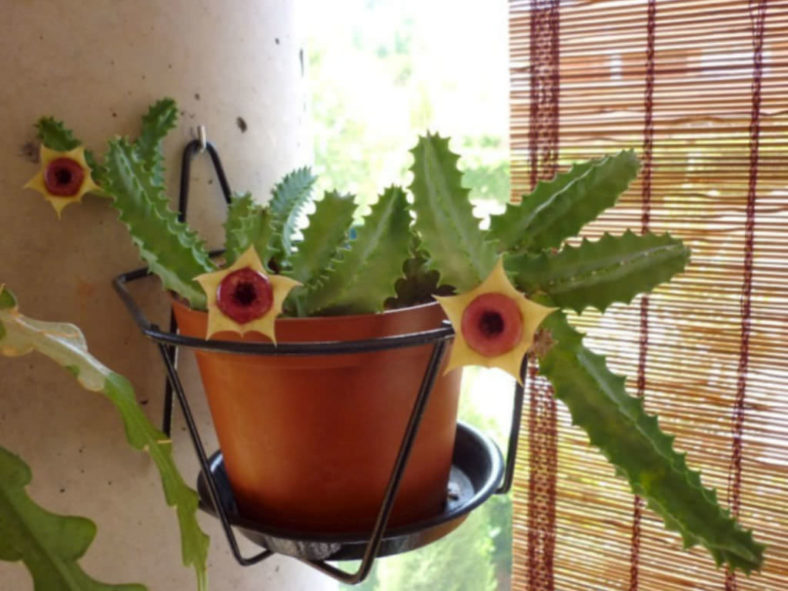 Huernia zebrina subsp. insigniflora (Lifesaver Cactus)