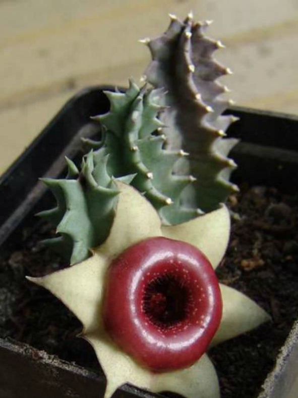 Huernia zebrina subsp. insigniflora (Lifesaver Cactus)