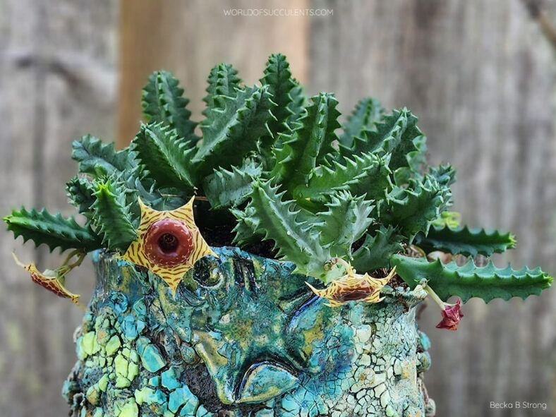 Huernia zebrina (Little Owl Eyes) aka Ceropegia zebrina