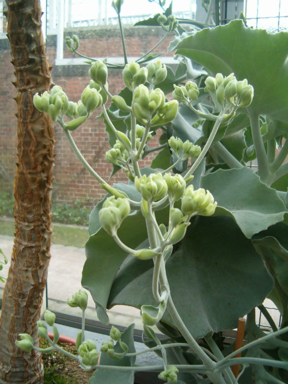 Kalanchoe beharensis (Felt Bush)