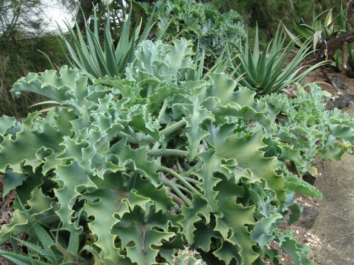 Kalanchoe beharensis (Huopapensas)