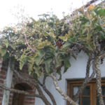 Kalanchoe beharensis (Arbusto de fieltro)