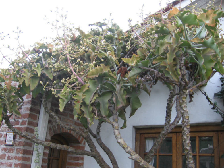 Kalanchoe beharensis (Felt Bush)