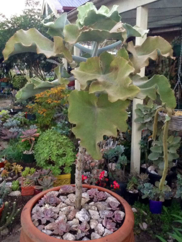 Kalanchoe beharensis (Felt Bush)