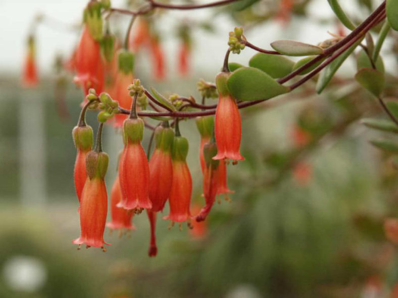 Kalanchoe manginii (Chandelier Plant) aka Bryophyllum manginii