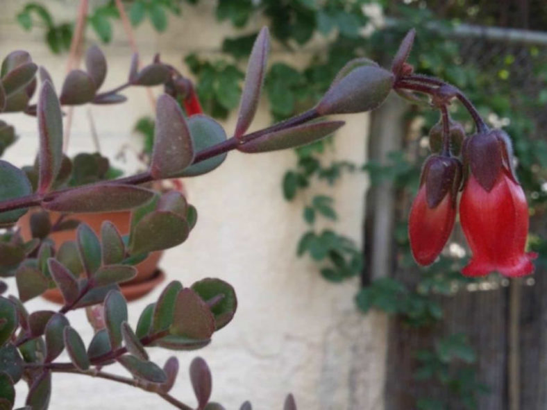 Kalanchoe manginii (Chandelier Plant) aka Bryophyllum manginii