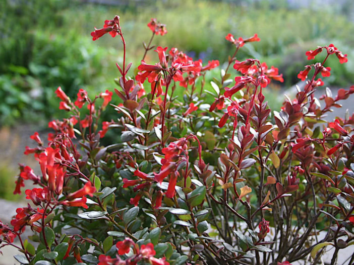 Kalanchoe manginii (Chandelier Plant) aka Bryophyllum manginii