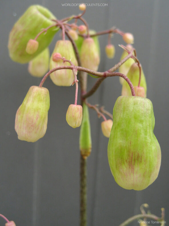 Kalanchoe pinnata, commonly known as Cathedral Bells