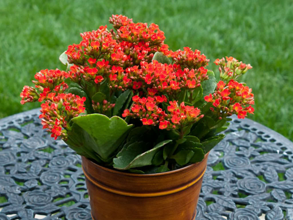 kalanchoe - Idee et astuce de la maison