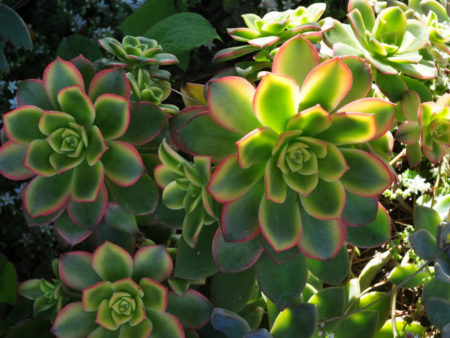 How to Propagate a Kiwi Aeonium - World of Succulents