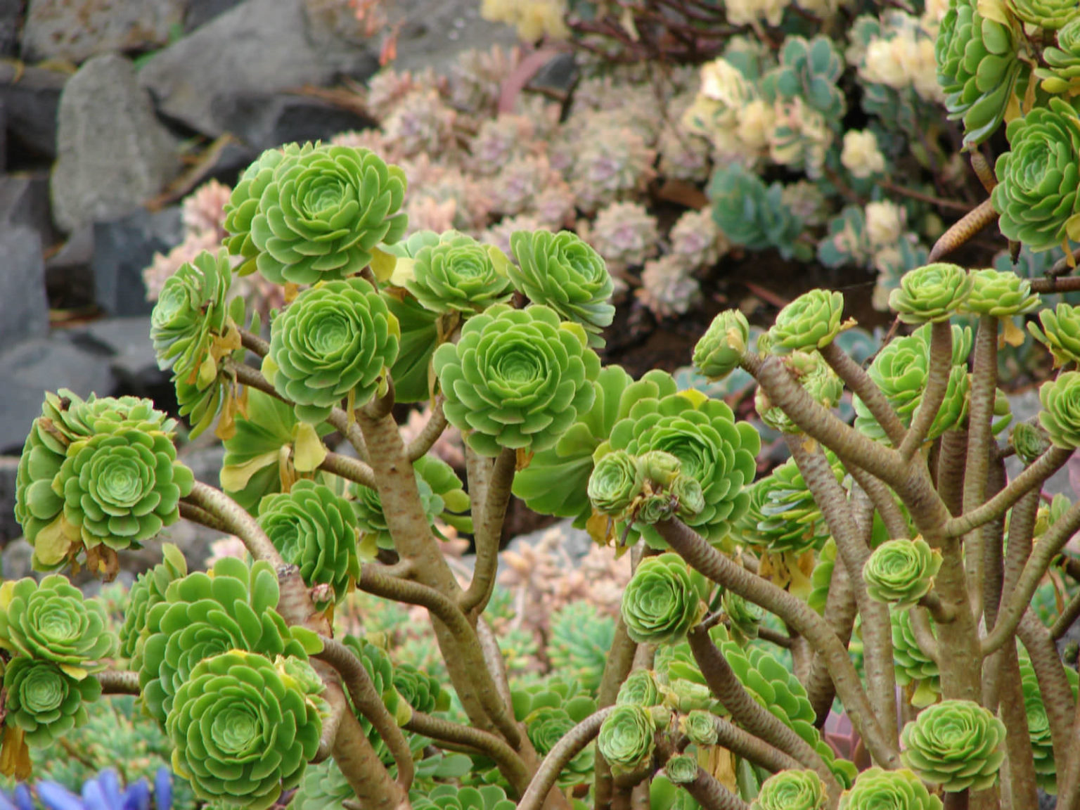 why-are-the-leaves-falling-off-my-succulents-world-of-succulents