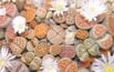 Lithops mix