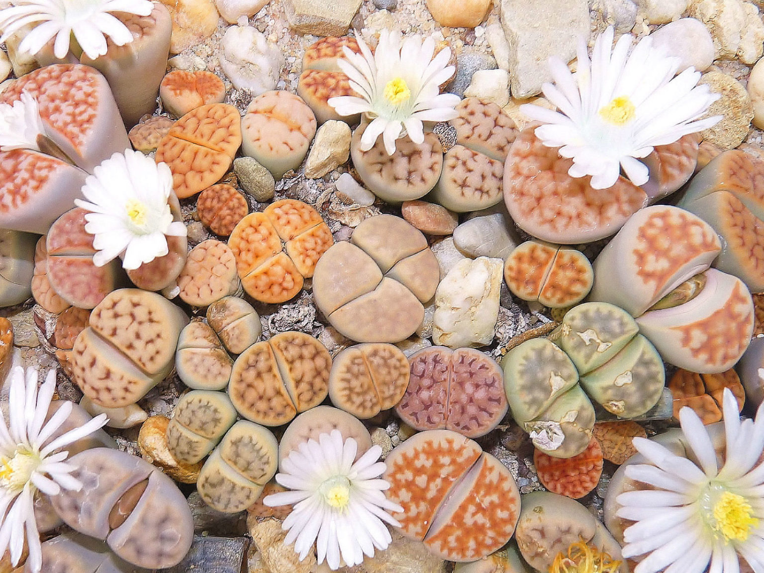 Каменные цветы литопсы