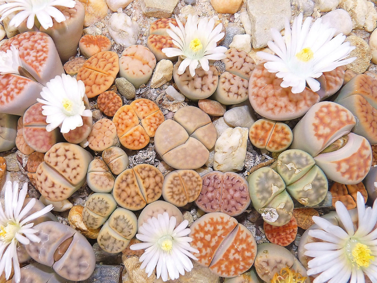 كيف ينمو ليثوبس ويعتني به Lithops