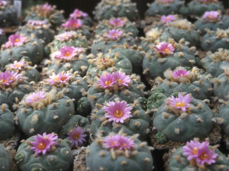 Lophophora williamsii specimens in bloom