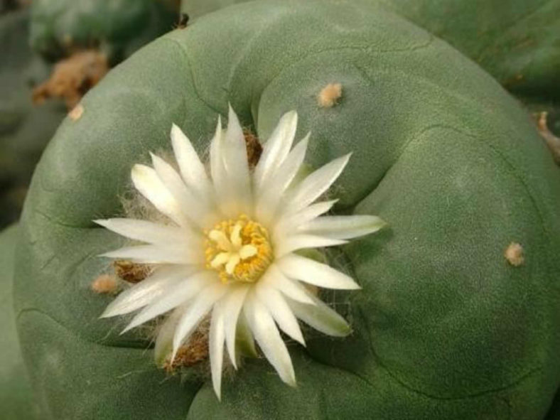Lophophora diffusa - False Peyote