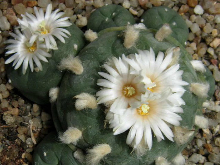 Lophophora diffusa - False Peyote