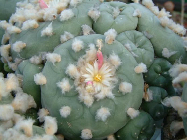 Lophophora diffusa - False Peyote
