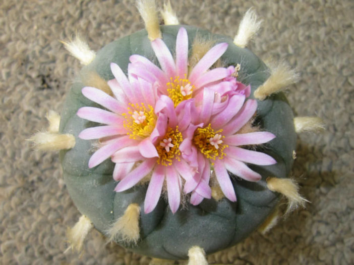 Lophophora fricii (False Peyote)