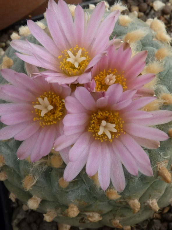 Lophophora fricii (False Peyote) aka Lophophora williamsii var. fricii