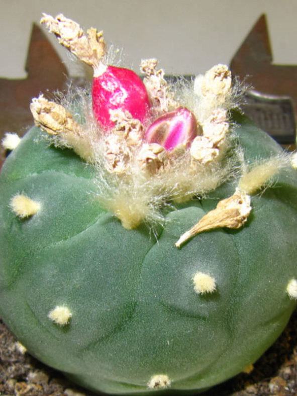 Lophophora fricii (False Peyote) aka Lophophora williamsii var. fricii