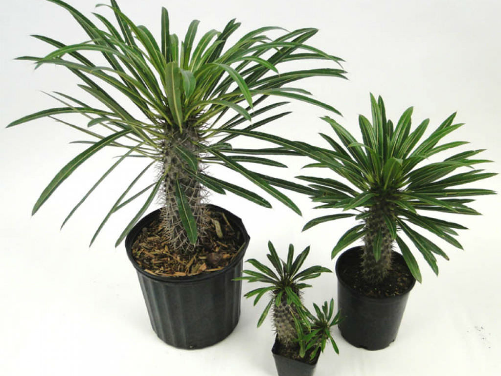 how to grow and care for pachypodium - world of succulents