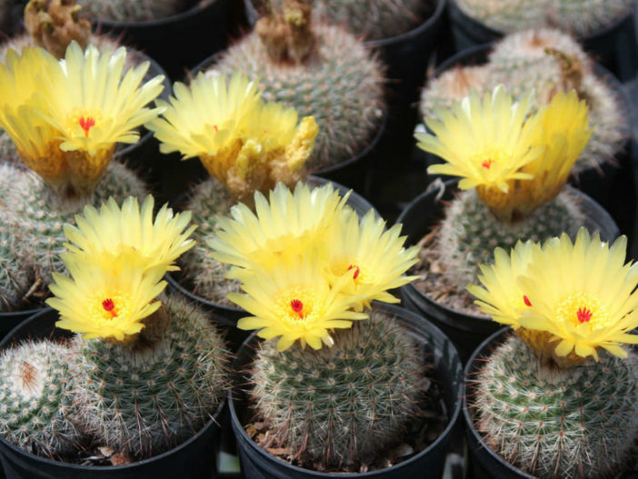 Parodia scopa