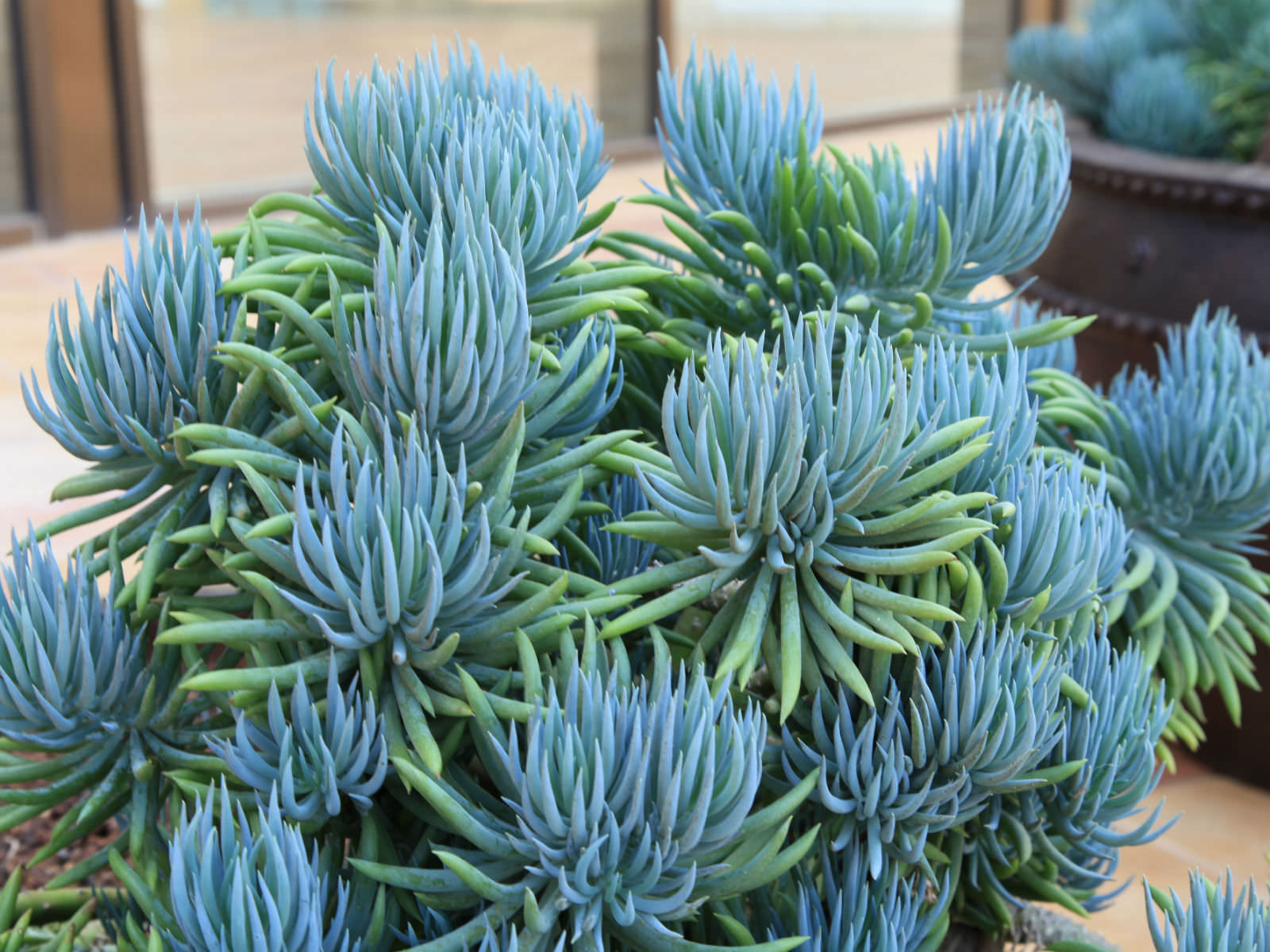 Senecio mandraliscae (Blue Chalk Sticks) - Cacti.com