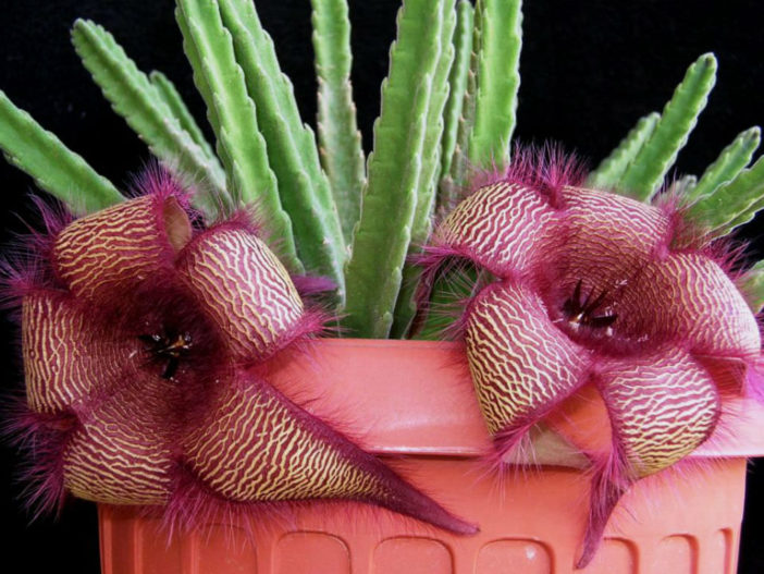 Stapelia hirsuta