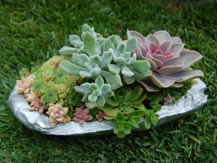 Succulent Garden