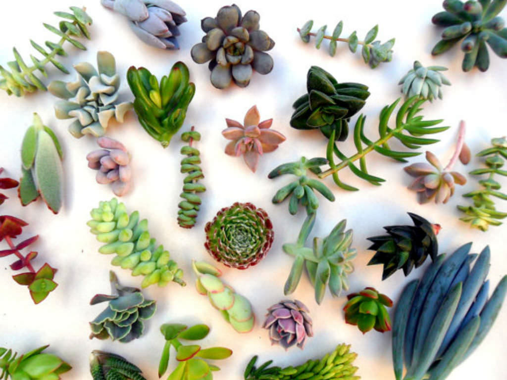 Succulent Propagation