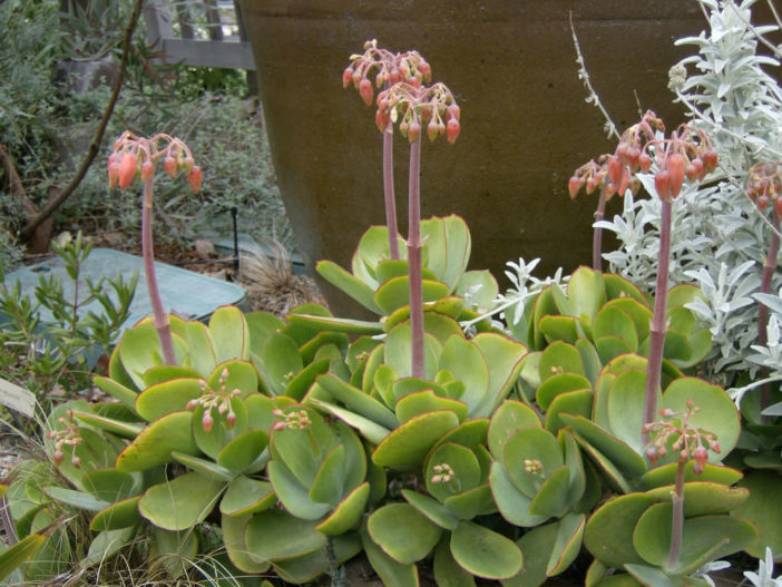 Cotyledon orbiculata