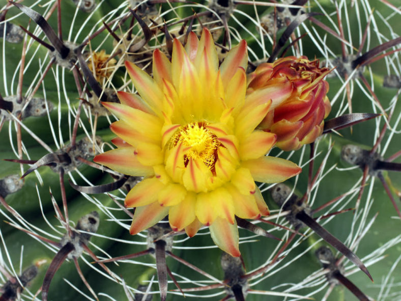 Ferocactus wislizeni - Arizona Barrel Cactus Fishhook Barrel Cactus