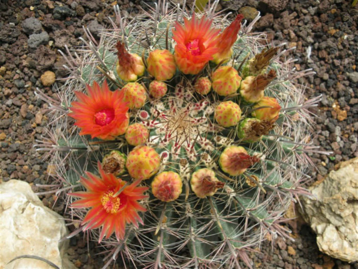 Ferocactus wislizeni - Arizona Barrel Cactus Fishhook Barrel Cactus