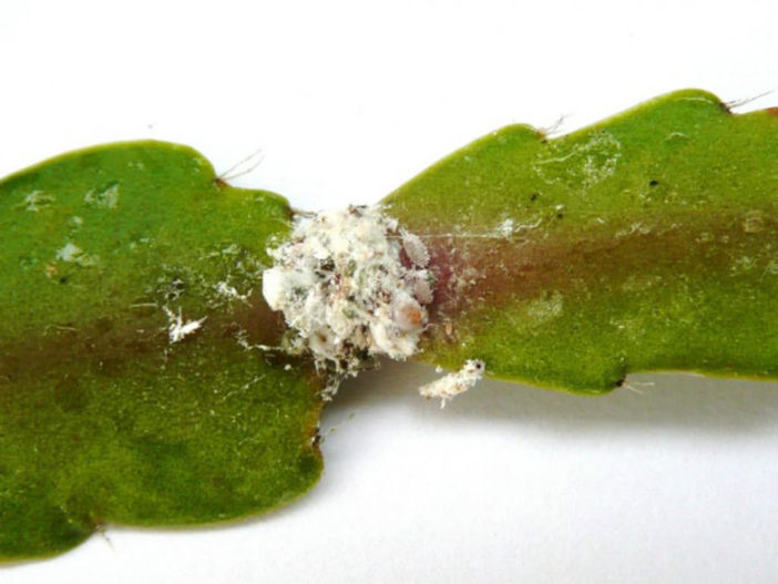 Mealybugs on a Cactus