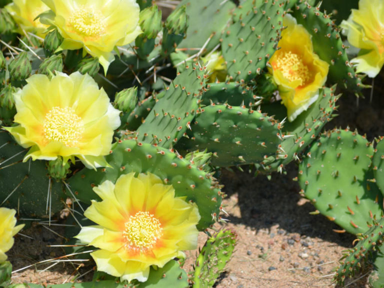 how-to-grow-a-prickly-pear-cactus-from-seeds-world-of-succulents