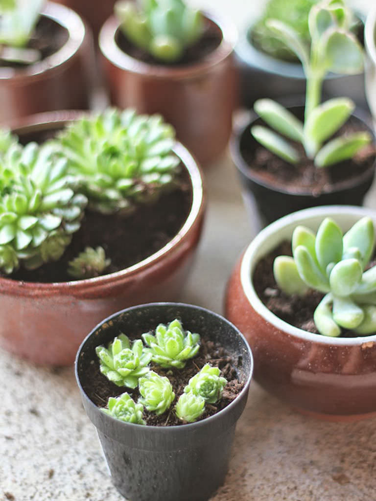 How To Repot Succulents  World of Succulents