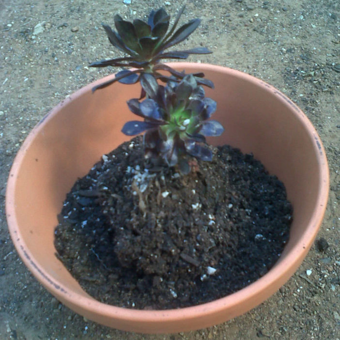 Succulent Bowl