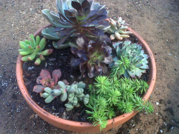Succulent Bowl
