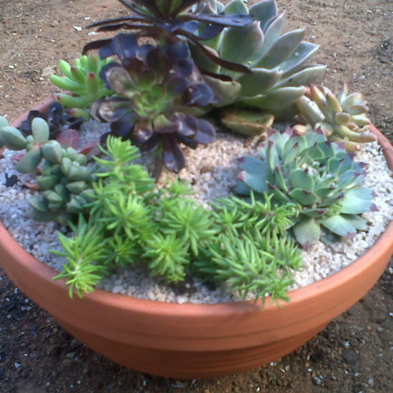 Succulent Bowl