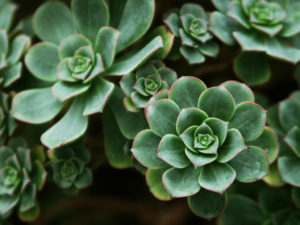 Aeonium haworthii (Pinwheel) - World of Succulents