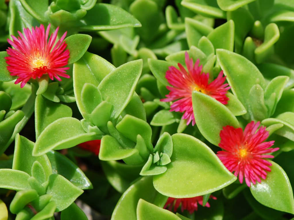 Aptenia Makes A Colorful Ground Cover, How To Plant Succulent Ground Cover