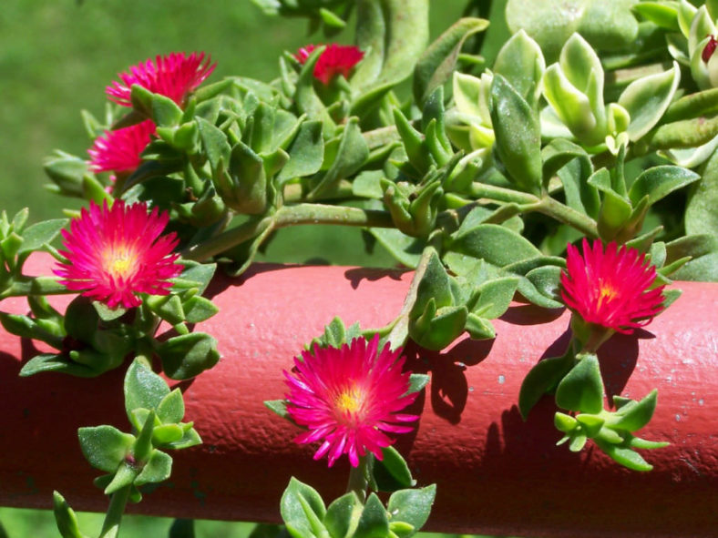 Mesembryanthemum 'Red Apple' (Baby Sun Rose) aka Aptenia 'Red Apple'