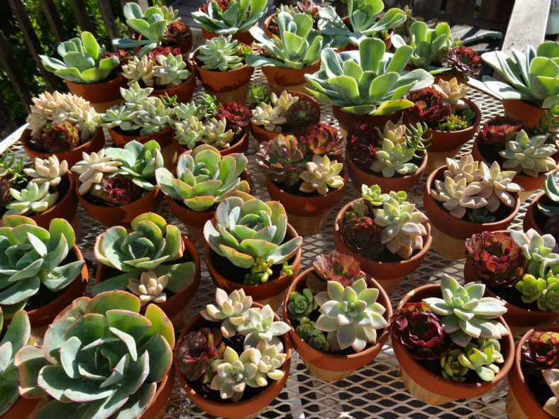 Arranging a Pot of Succulents