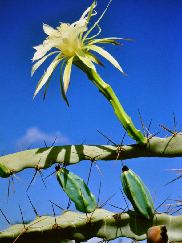 Cereus albicaulis