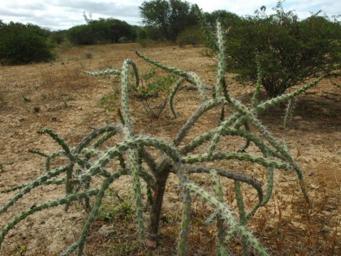 Cereus albicaulis