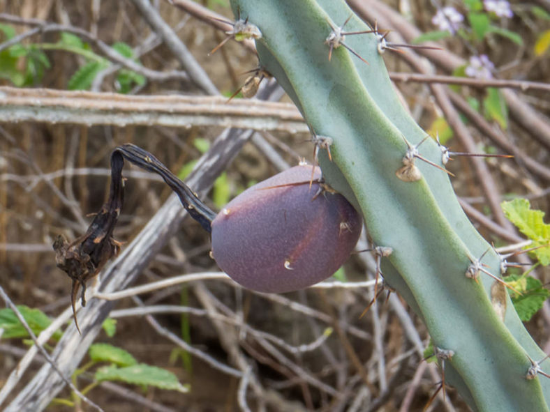 Cereus albicaulis