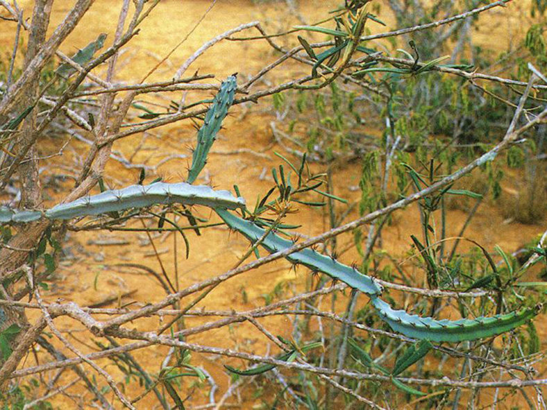 Cereus albicaulis