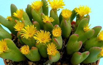 How to Grow and Care for Conophytum Conophytum bilobum (Living Pebble)