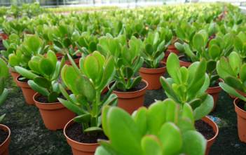 Common Jade Plant Growing Problems Problems Growing Crassula Ovata